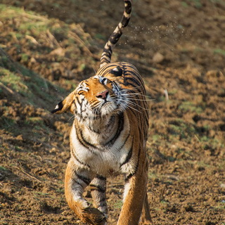 Tadoba - Tigress